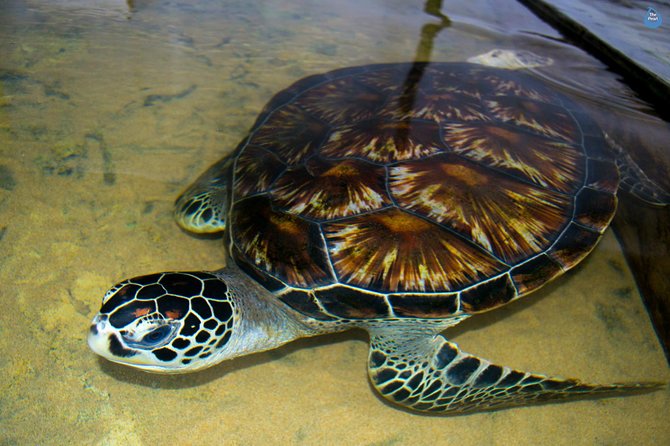 Galle Day Tour: Boat Safari, Dutch Fort, Stick Fishing & Turtles - Why this Bentota day trip works