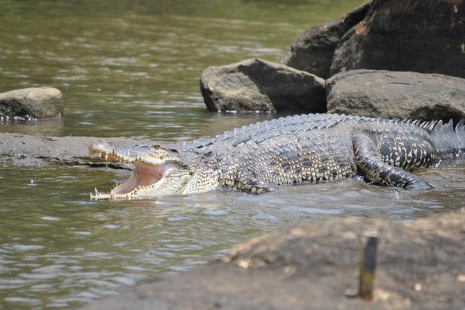 Galle Day Tour: Boat Safari, Dutch Fort, Stick Fishing & Turtles - Stilt fishing near Koggala