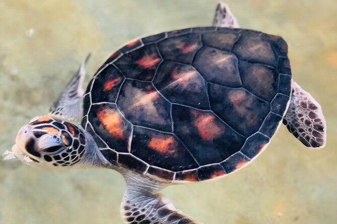 Galle Day Tour with Turtle Hatchery & River Boat Safari - Key points to know before booking