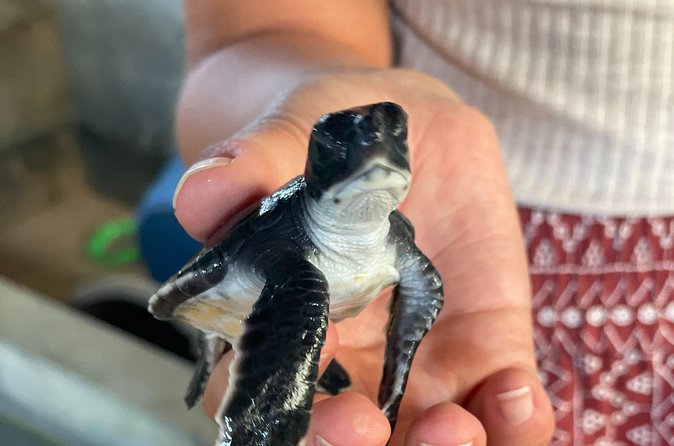Galle Day Tour with Turtle Hatchery & River Boat Safari - The lagoon boat safari with a separate captain