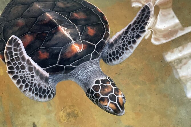 Galle Day Tour with Turtle Hatchery & River Boat Safari - Lunch with Sri Lankan rice and curry