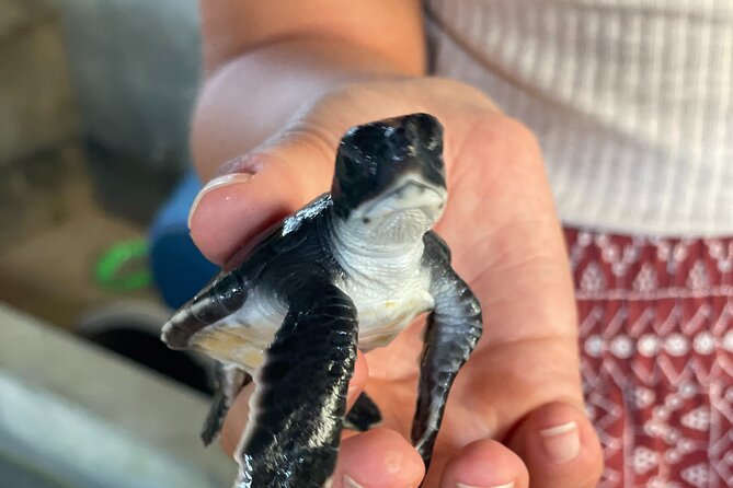 Galle Day Tour with Turtle Hatchery & River Boat Safari - The tuk tuk segment and local guiding