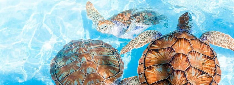 Galle Day Trip - River Safari, Sea Turtle & Stilt Fishermen - Timing, Pace, and Who Will Enjoy It