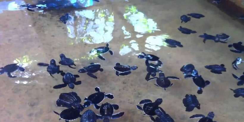 Galle Day Trip with River Safari, Sea Turtles & Tea Factory - Tea plantation and factory: seeing the process
