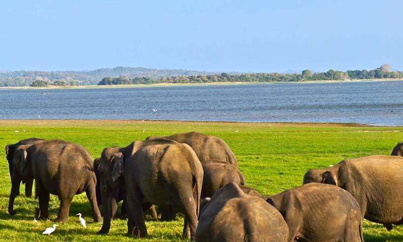Galle/Mirissa/Hiriketiya: Drop to Ella & Udawalawa Safari - Who should book this Ella transfer