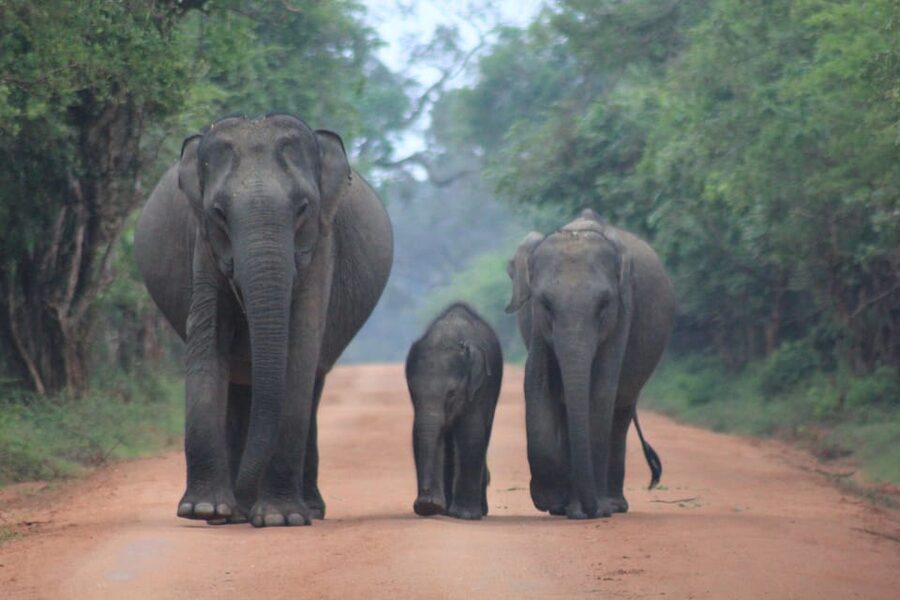 GALLE/MIRISSA/TANGALLE/HIRIKETIYA DROP to ELLA & YALA SAFARI - What the safari vehicle means for your day