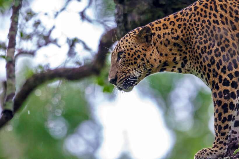 Galle/Mirissa/Tangalle: Transfer to Ella & Yala Safari - At a Glance: What Makes This Transfer-Safari Useful