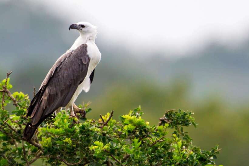 Galle/Mirissa/Tangalle: Transfer to Ella & Yala Safari - The Guides Are the Key Part of the Day