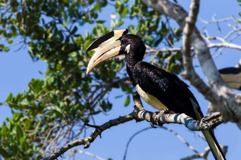 Galle/Mirissa/Tangalle: Transfer to Ella & Yala Safari - The Ride to Ella After the Safari
