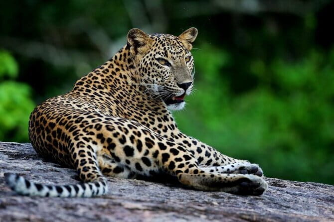 Galle/Mirissa/Tangalle: Transfer to Ella & Yala/Udawalawa Safari - Why this Galle to Ella transfer works well