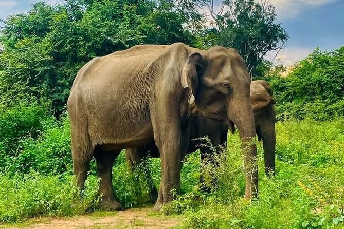 Galle/Mirissa/Tangalle: Transfer to Ella & Yala/Udawalawa Safari - What three hours in the open jeep feels like