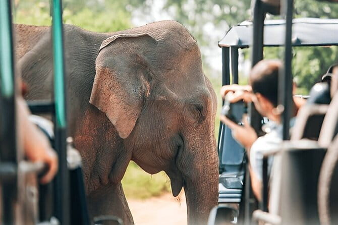 Galle/Mirissa/Tangalle: Transfer to Ella & Yala/Udawalawa Safari - Wildlife sightings, with realistic expectations