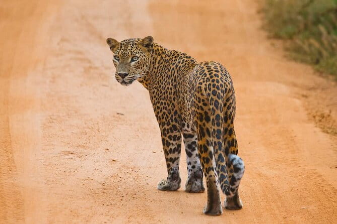 Galle/Mirissa/Tangalle: Transfer to Ella & Yala/Udawalawa Safari - Reaching Ella after the safari