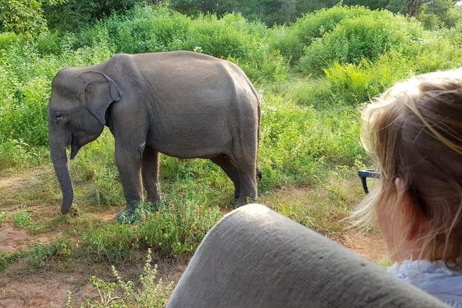 Galle/Mirissa/Tangalle: Transfer to Ella & Yala/Udawalawa Safari - Who should book this day
