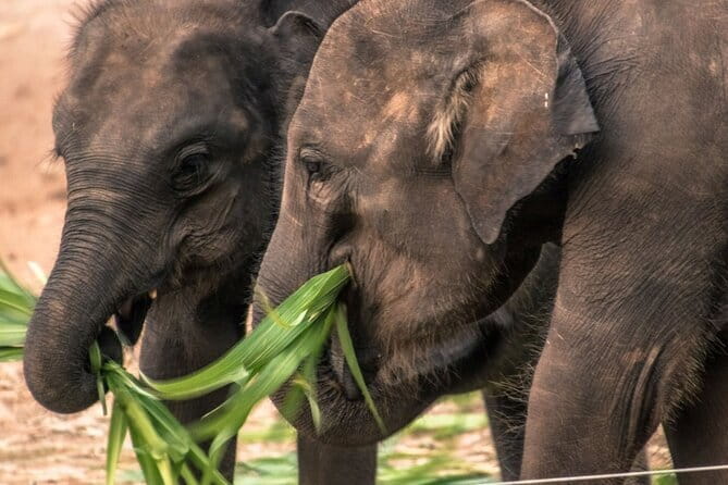 Galle/Mirissa/Tangalle: Transfer to Ella & Yala/Udawalawa Safari - The coastal pickup and road to the park