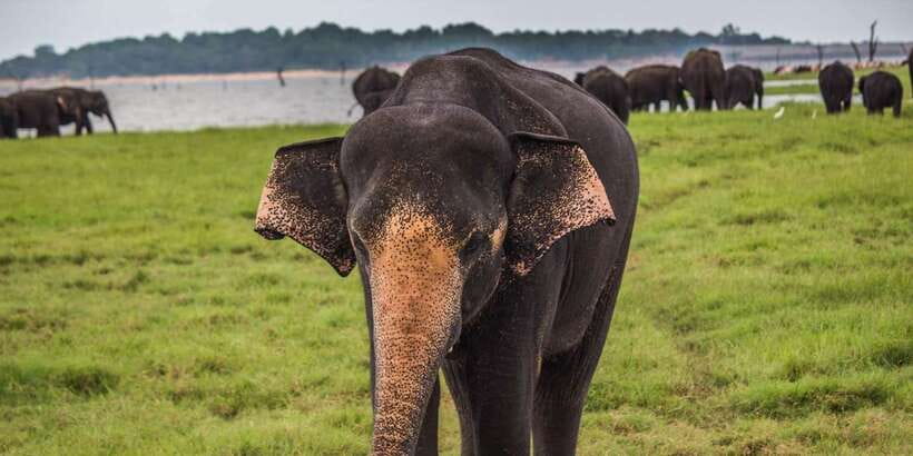 Galle/Mirissa/Tangalle:Udawalawa Safari & Elephant Orphanage - The two-hour ride toward Udawalawe
