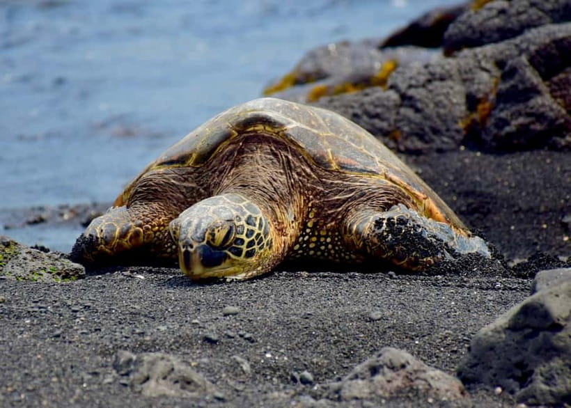 Galle Private Day Tours with Sea Turtles visit & Boat Safari - Should you book the Galle private day tour?