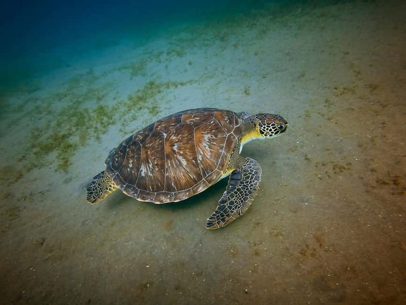 Galle Private Day Tours with Sea Turtles visit & Boat Safari - Madu River: a safari through mangroves and village life