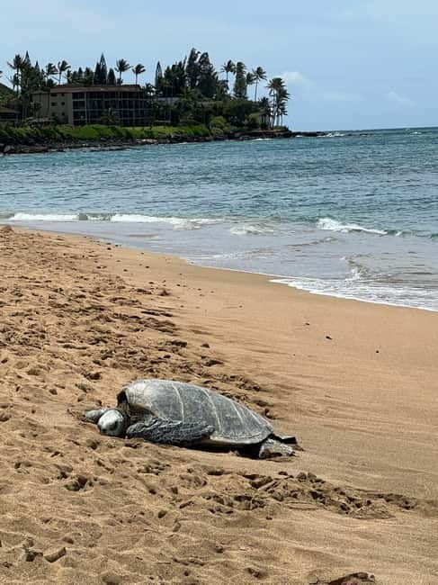 Galle Private Day Tours with Sea Turtles visit & Boat Safari - Ahungalla and Hikkaduwa: short coastal stops
