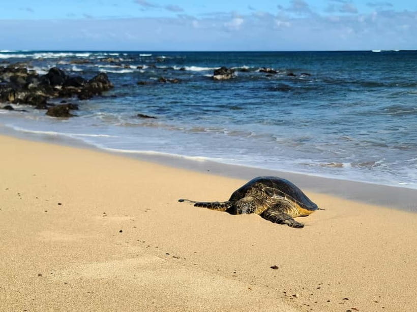 Galle Private Day Tours with Sea Turtles visit & Boat Safari - The guide can make the day much better