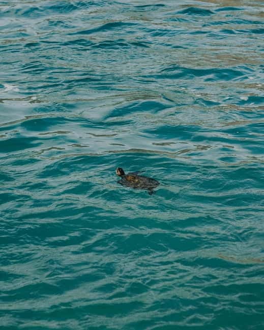 Galle Private Day Tours with Sea Turtles visit & Boat Safari - Who will enjoy this private day most