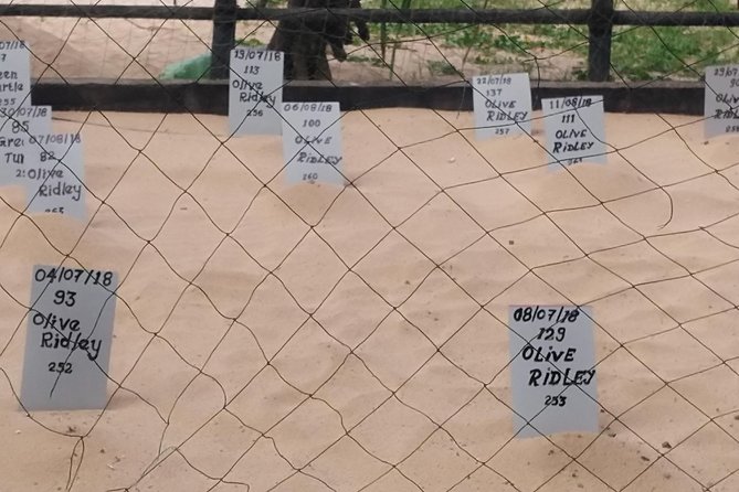 Galle Sightseein Rickshaw Tour - Stop one: Habaraduwa Turtle Hatchery
