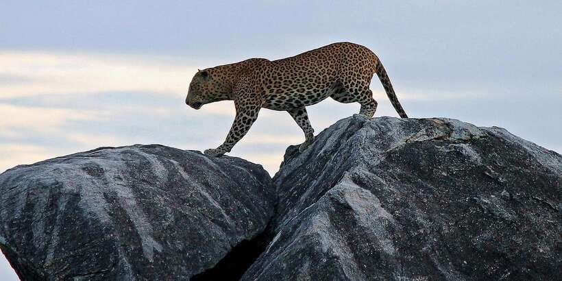 Galle/Unawatuna/Weligama/Mirissa: Yala National Park Safari - The Jeep safari and the search for leopards