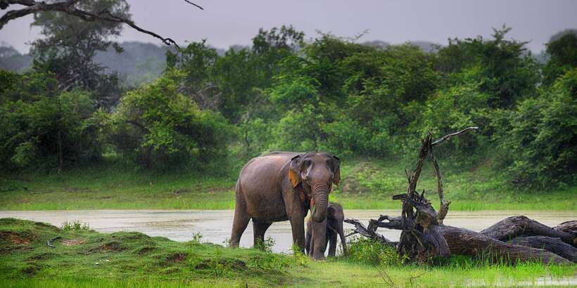 Galle/Unawatuna/Weligama/Mirissa: Yala National Park Safari - Who should book this Yala safari?