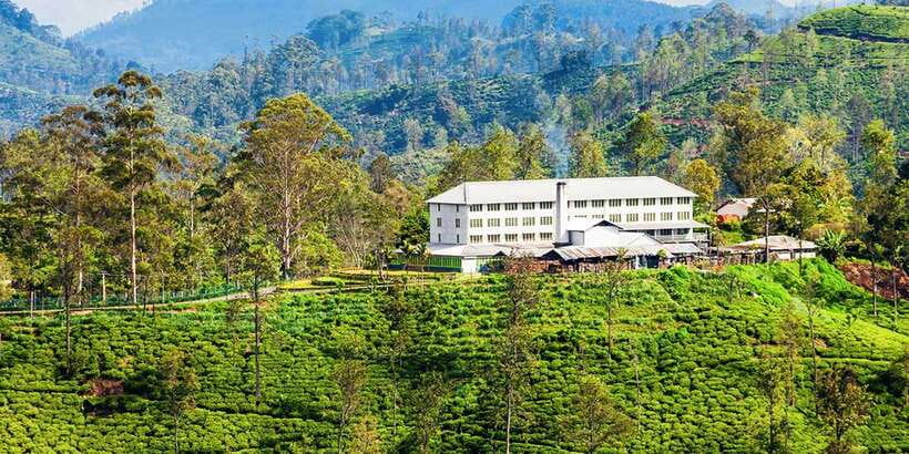 Galle/Weligama/Mirissa/Hiriketiya/Tangalle: Day Trip to Ella - Uva Halpewatte explains the tea in your cup