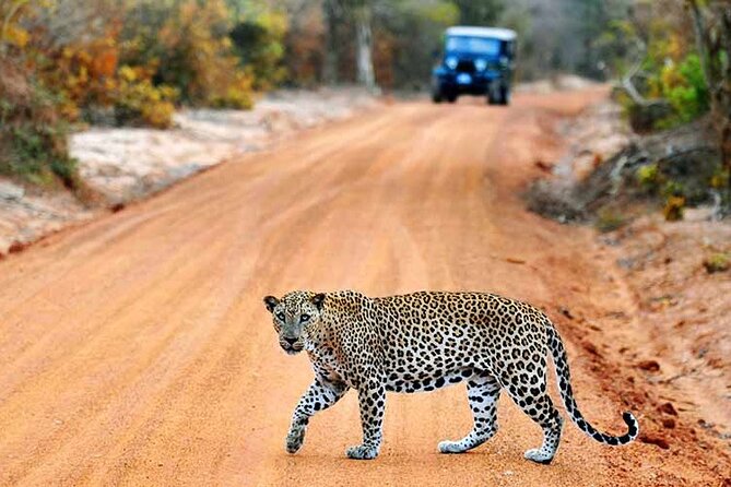 GO WILD! Double Safari Day Trip (Yala & Udawalawe) - Private & All Inclusive - Why combine Yala and Udawalawe?