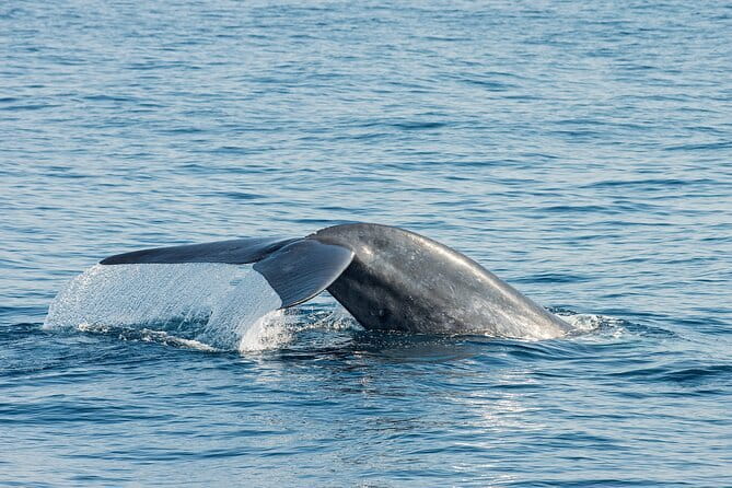 Great Whales Education Programe Dolphins and Whales are in SL - Key Points Before You Book