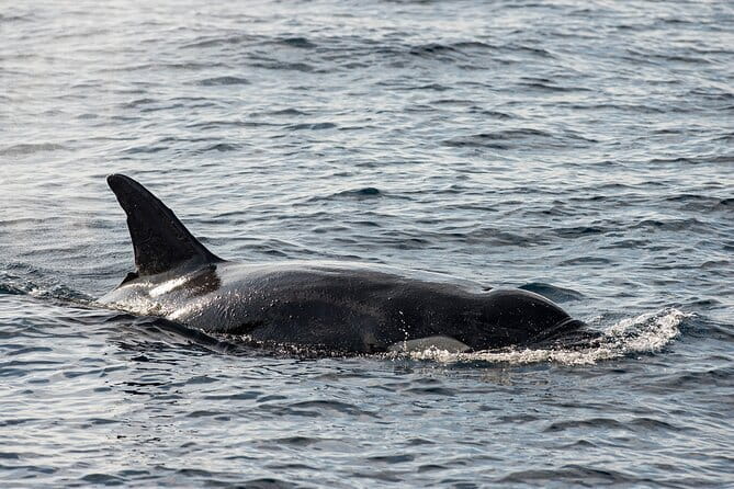 Great Whales Education Programe Dolphins and Whales are in SL - What This Matara Programme Actually Is