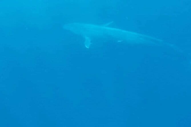 Great Whales Education Programe Dolphins and Whales are in SL - Meeting Ms. A.H. Deepika Kumari