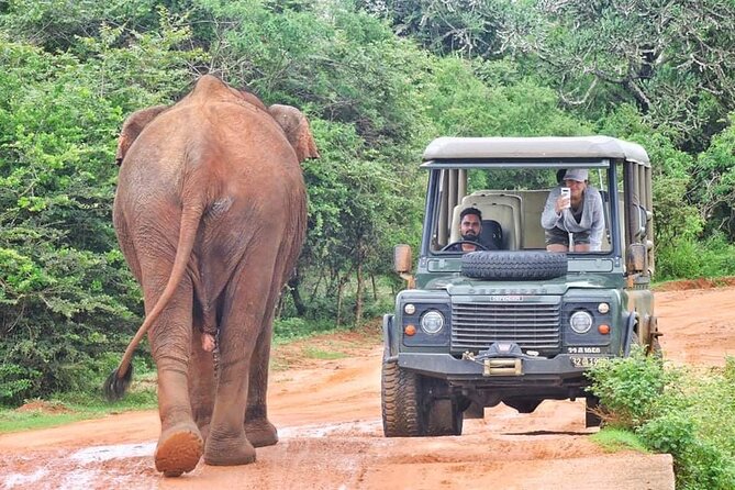 Guided Leopard Safari in Yala National Park in a Land Rover Defender - Key points before you book