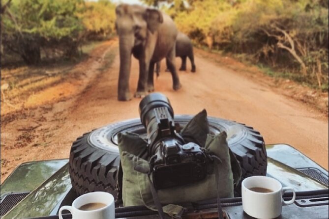Guided Leopard Safari in Yala National Park in a Land Rover Defender - What you might see beyond leopards