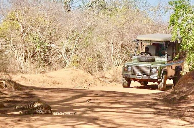 Guided Leopard Safari in Yala National Park in a Land Rover Defender - How long should you allow?