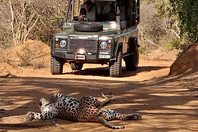 Guided Leopard Safari in Yala National Park in a Land Rover Defender - Is $108 good value?