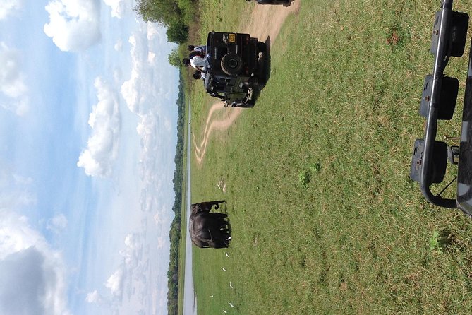 Half Day - Minneriya National Park Safari Tour From Habarana/Sigiriya - Who will enjoy this half-day outing most