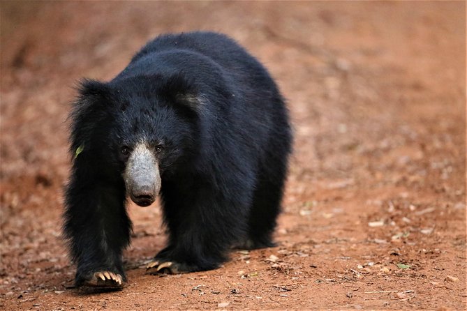 Half Day Safari at Yala National Park with Lunch - Leaving Galle at 5:30 a.m.