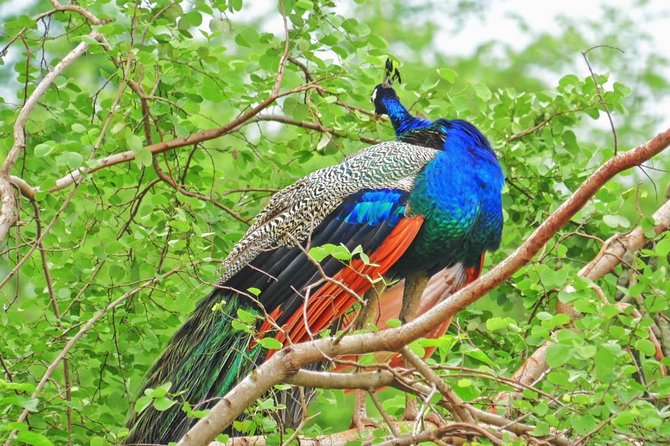 Half Day Safari at Yala National Park with Lunch - Booking advice, weather, and cancellation
