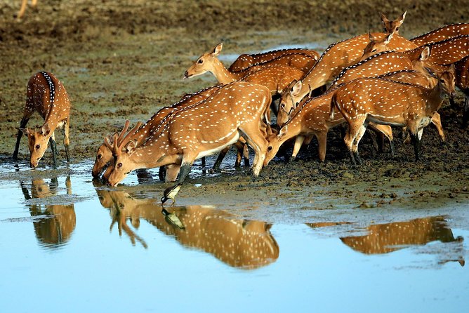 Half Day Safari at Yala National Park with Lunch - Should you book the $189 Yala safari from Galle?