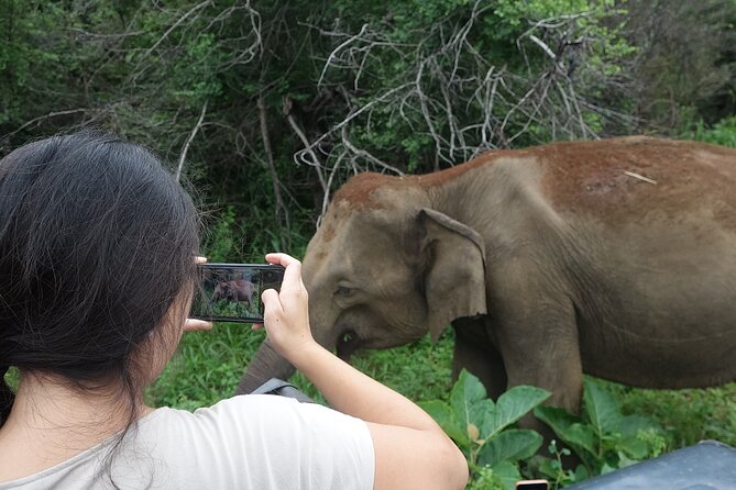 Half Day Safari Guided Tour - Bundala National Park and the September to April bird season