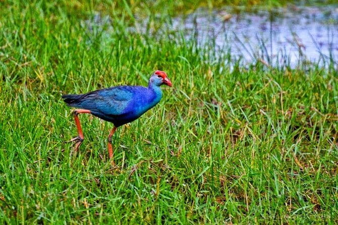 Half Day Tour to Muthurajawela, Lagoon, Dutch Canal and Mangroves - Six details that shape the experience
