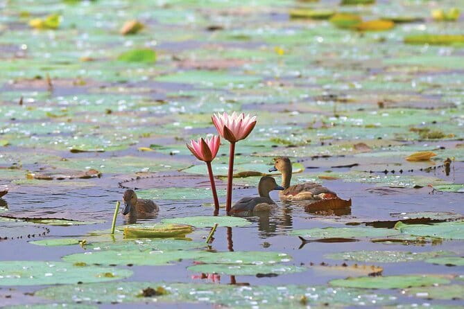Half Day Tour to Muthurajawela, Lagoon, Dutch Canal and Mangroves - Why this Negombo boat trip is worth your morning
