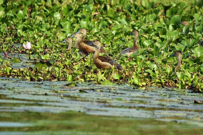 Half Day Tour to Muthurajawela, Lagoon, Dutch Canal and Mangroves - How the private format affects the day
