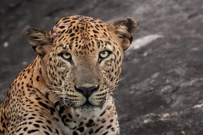 Half Day trip in Yala National Park - Key points at a glance