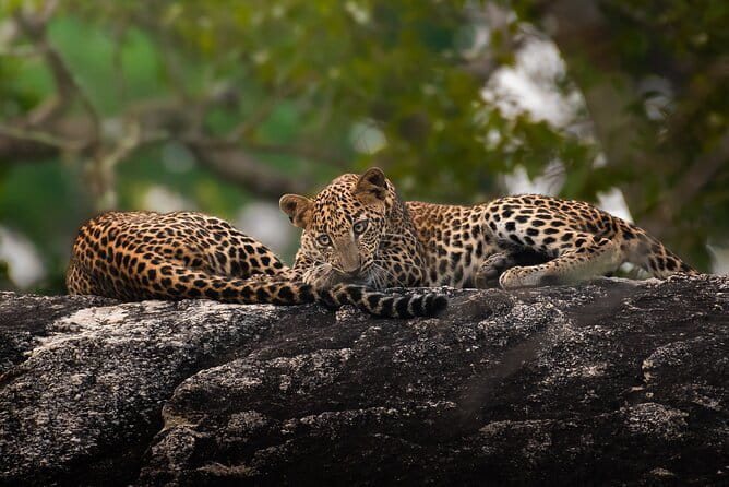 Half Day trip in Yala National Park - The 4:30 a.m. start and hotel pickup