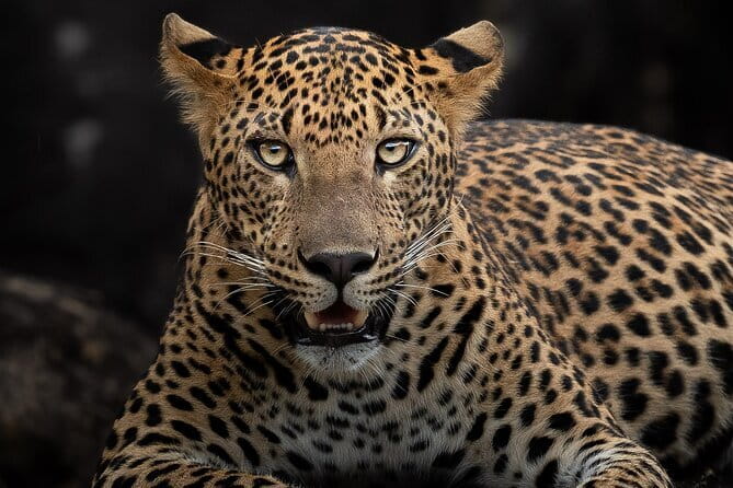Half Day trip in Yala National Park - Food, binoculars, and the practical extras