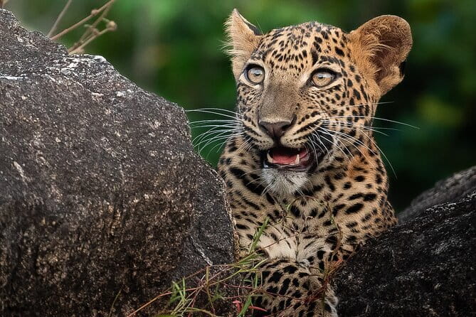 Half Day trip in Yala National Park - Five hours among Yala’s forests and open country