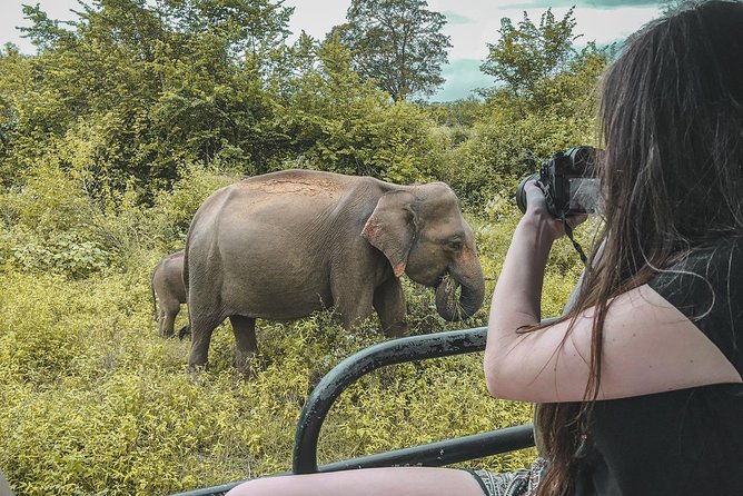 Half Day Udawalawe Safari (Entrance + Lunch) - Key points before you book